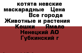 котята невские маскарадные › Цена ­ 18 000 - Все города Животные и растения » Кошки   . Ямало-Ненецкий АО,Губкинский г.